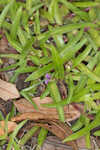 Nakedstem dewflower